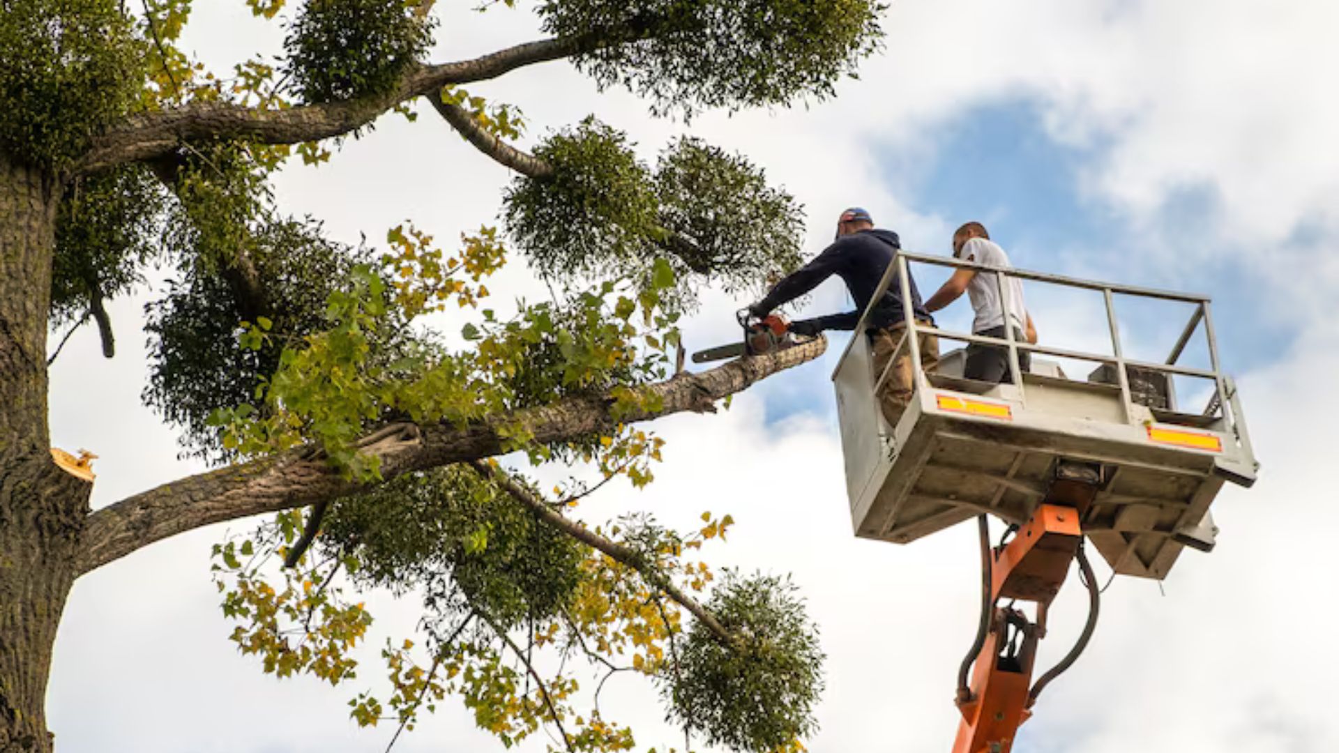 Tree Services